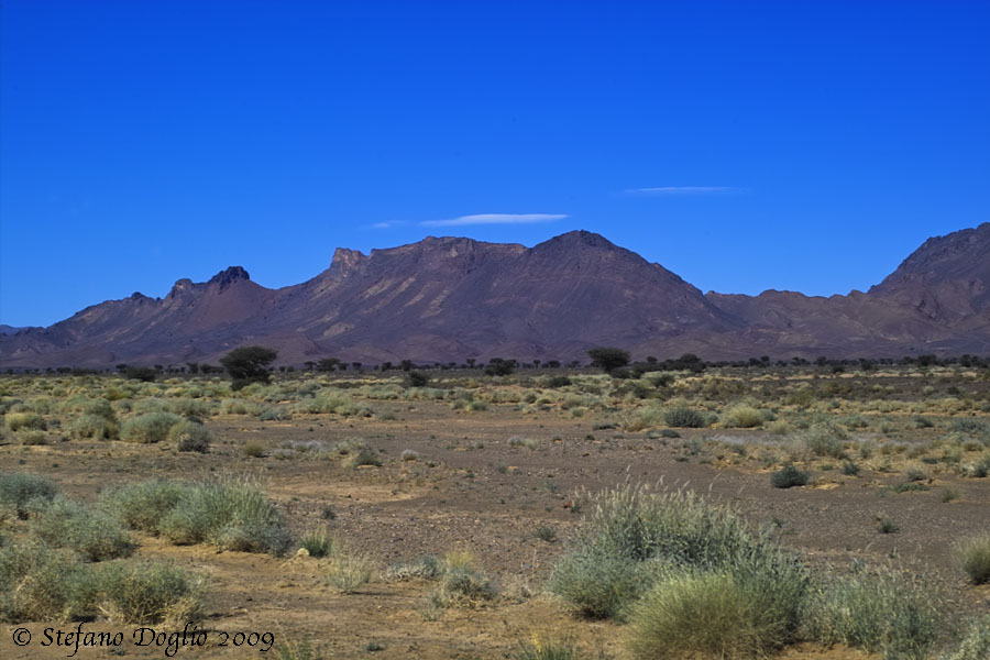 orice dalle corna a sciabola (Oryx dammah)